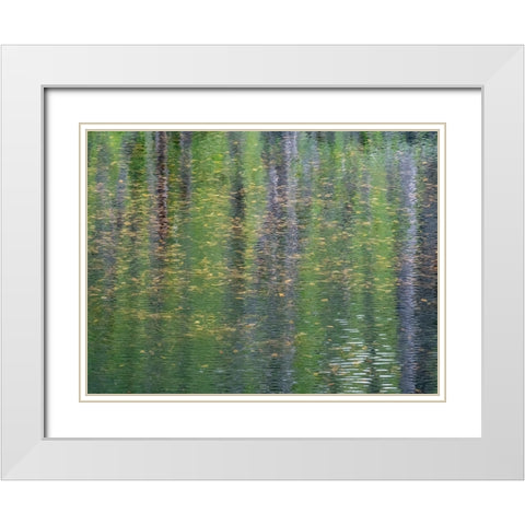 USA-Washington State-Old Cascade Highway off of Highway 2 and pond reflecting alder trees White Modern Wood Framed Art Print with Double Matting by Gulin, Sylvia