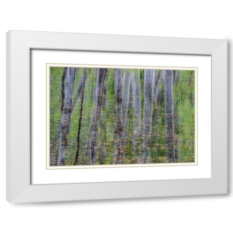 USA-Washington State-Old Cascade Highway off of Highway 2 and pond reflecting alder trees White Modern Wood Framed Art Print with Double Matting by Gulin, Sylvia