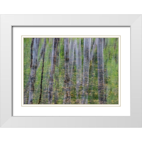 USA-Washington State-Old Cascade Highway off of Highway 2 and pond reflecting alder trees White Modern Wood Framed Art Print with Double Matting by Gulin, Sylvia