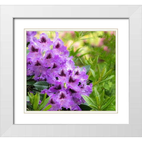 USA-Washington State-Pacific Northwest-Bellevue and the Bellevue Botanical Gardens White Modern Wood Framed Art Print with Double Matting by Gulin, Sylvia
