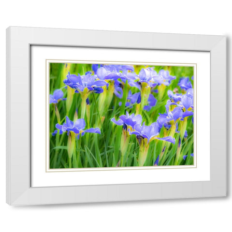 USA-Washington State-Pacific Northwest-Bellevue and the Bellevue Botanical Gardens springtime White Modern Wood Framed Art Print with Double Matting by Gulin, Sylvia