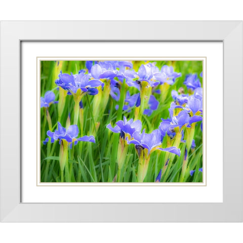 USA-Washington State-Pacific Northwest-Bellevue and the Bellevue Botanical Gardens springtime White Modern Wood Framed Art Print with Double Matting by Gulin, Sylvia
