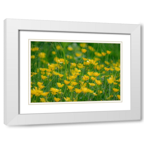 USA-Washington State-Pacific Northwest-Bellevue and the Bellevue Botanical Gardens springtime White Modern Wood Framed Art Print with Double Matting by Gulin, Sylvia