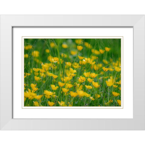 USA-Washington State-Pacific Northwest-Bellevue and the Bellevue Botanical Gardens springtime White Modern Wood Framed Art Print with Double Matting by Gulin, Sylvia