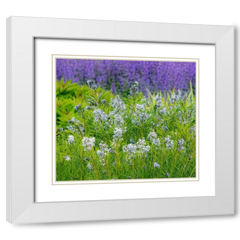 USA-Washington State-Pacific Northwest-Bellevue and the Bellevue Botanical Gardens springtime White Modern Wood Framed Art Print with Double Matting by Gulin, Sylvia