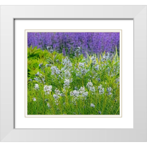 USA-Washington State-Pacific Northwest-Bellevue and the Bellevue Botanical Gardens springtime White Modern Wood Framed Art Print with Double Matting by Gulin, Sylvia