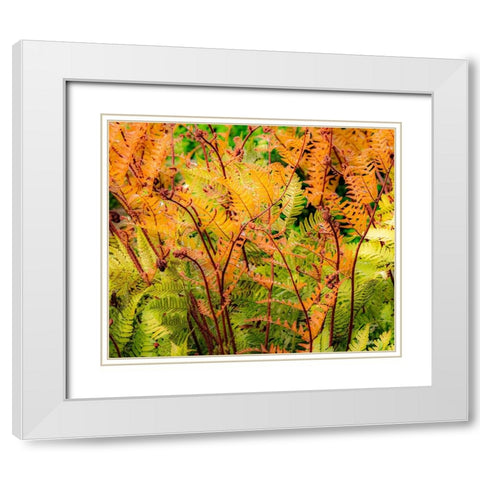 USA-Washington State-Pacific Northwest-Bellevue and the Bellevue Botanical Gardens springtime White Modern Wood Framed Art Print with Double Matting by Gulin, Sylvia