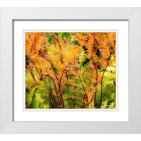 USA-Washington State-Pacific Northwest-Bellevue and the Bellevue Botanical Gardens springtime White Modern Wood Framed Art Print with Double Matting by Gulin, Sylvia