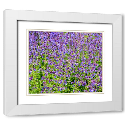 USA-Washington State-Pacific Northwest-Bellevue and the Bellevue Botanical Gardens springtime White Modern Wood Framed Art Print with Double Matting by Gulin, Sylvia