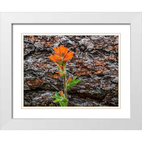 USA-Washington State-Table Mountain eastern Cascade Mountains Indian Paint Brush White Modern Wood Framed Art Print with Double Matting by Gulin, Sylvia