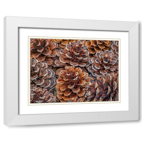 USA-Washington State-Table Mountain eastern Cascade Mountains Ponderosa Pine cones White Modern Wood Framed Art Print with Double Matting by Gulin, Sylvia
