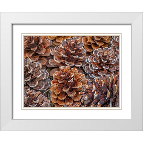 USA-Washington State-Table Mountain eastern Cascade Mountains Ponderosa Pine cones White Modern Wood Framed Art Print with Double Matting by Gulin, Sylvia