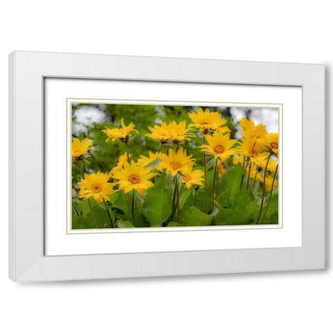 USA-Washington State-Table Mountain eastern Cascade Mountains Balsamroot White Modern Wood Framed Art Print with Double Matting by Gulin, Sylvia