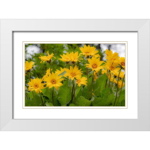 USA-Washington State-Table Mountain eastern Cascade Mountains Balsamroot White Modern Wood Framed Art Print with Double Matting by Gulin, Sylvia