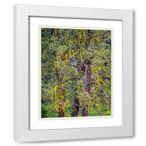 USA-Washington State-Table Mountain eastern Cascade Mountains yellow lichen on Ponderosa Pine White Modern Wood Framed Art Print with Double Matting by Gulin, Sylvia