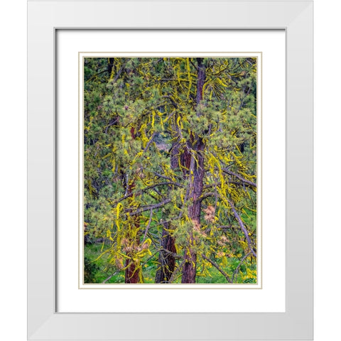 USA-Washington State-Table Mountain eastern Cascade Mountains yellow lichen on Ponderosa Pine White Modern Wood Framed Art Print with Double Matting by Gulin, Sylvia