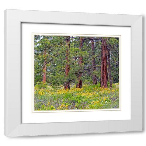 USA-Washington State-Table Mountain eastern Cascade Mountains Balsamroot and Lupine White Modern Wood Framed Art Print with Double Matting by Gulin, Sylvia
