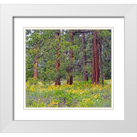 USA-Washington State-Table Mountain eastern Cascade Mountains Balsamroot and Lupine White Modern Wood Framed Art Print with Double Matting by Gulin, Sylvia