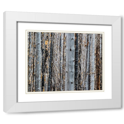 USA-Washington State-Table Mountain eastern Cascade Mountains forest fire effects on forest White Modern Wood Framed Art Print with Double Matting by Gulin, Sylvia