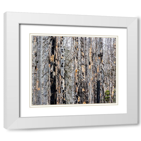 USA-Washington State-Table Mountain eastern Cascade Mountains forest fire effects on forest White Modern Wood Framed Art Print with Double Matting by Gulin, Sylvia