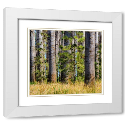 USA-Washington State-Othello grove of trees along Highway 26 White Modern Wood Framed Art Print with Double Matting by Gulin, Sylvia