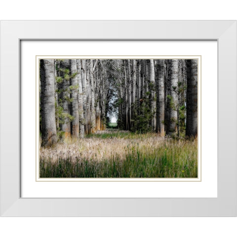 USA-Washington State-Othello grove of trees along Highway 26 White Modern Wood Framed Art Print with Double Matting by Gulin, Sylvia