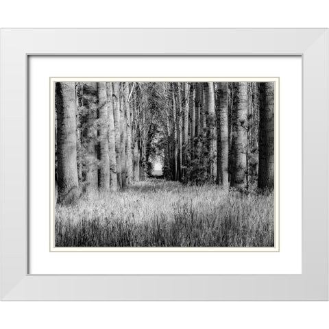 USA-Washington State-Othello grove of trees along Highway 26 White Modern Wood Framed Art Print with Double Matting by Gulin, Sylvia