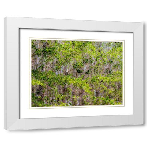 USA-Washington State-Othello grove of trees along Highway 26 White Modern Wood Framed Art Print with Double Matting by Gulin, Sylvia
