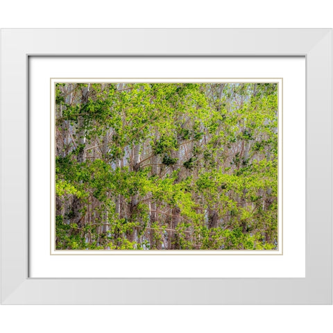 USA-Washington State-Othello grove of trees along Highway 26 White Modern Wood Framed Art Print with Double Matting by Gulin, Sylvia