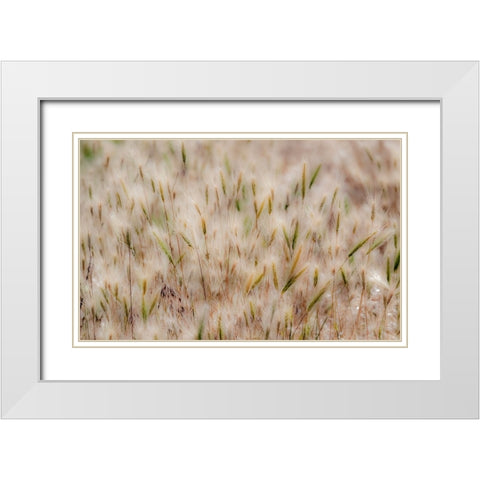 USA-Washington State-Benge Dried grass seed heads White Modern Wood Framed Art Print with Double Matting by Gulin, Sylvia