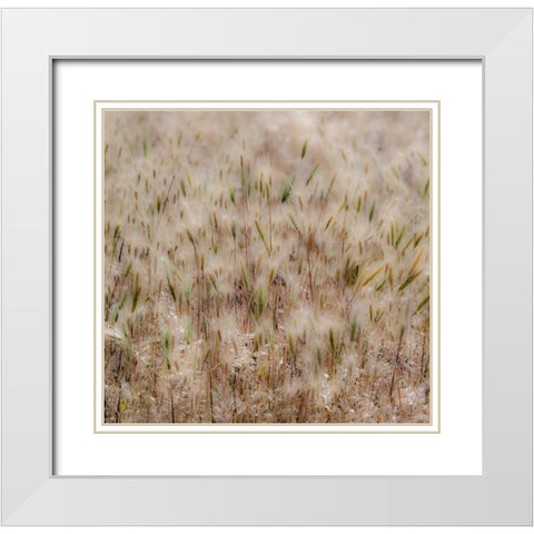 USA-Washington State-Benge Dried grass seed heads White Modern Wood Framed Art Print with Double Matting by Gulin, Sylvia