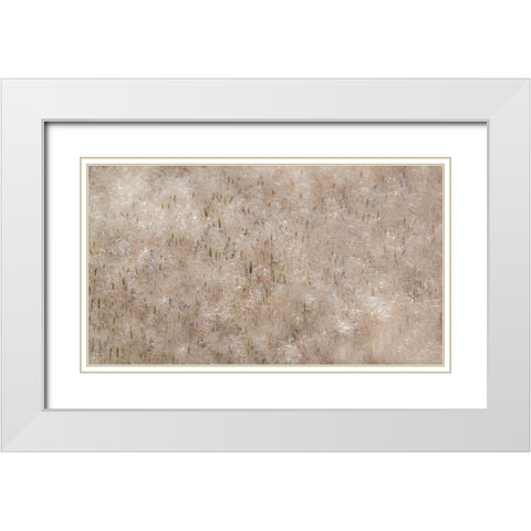 USA-Washington State-Benge Dried grass seed heads White Modern Wood Framed Art Print with Double Matting by Gulin, Sylvia