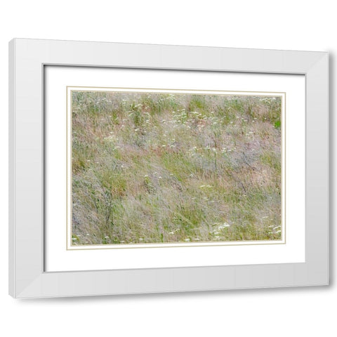 USA-Washington State-Benge Dried grass seed heads White Modern Wood Framed Art Print with Double Matting by Gulin, Sylvia