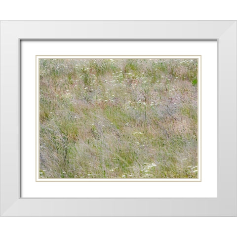 USA-Washington State-Benge Dried grass seed heads White Modern Wood Framed Art Print with Double Matting by Gulin, Sylvia