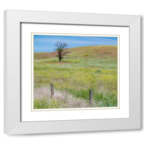 USA-Washington State-Eastern Washington-Benge With lone dead tree in field of grasses White Modern Wood Framed Art Print with Double Matting by Gulin, Sylvia