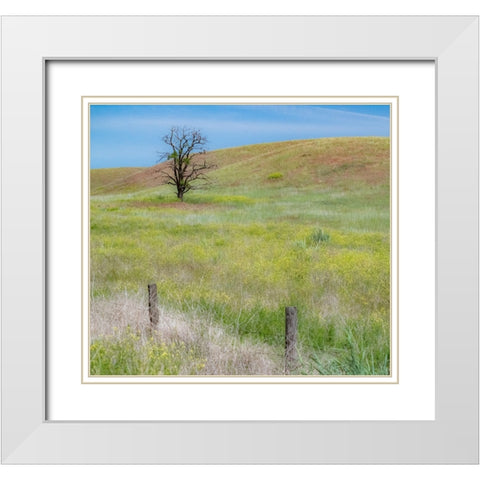 USA-Washington State-Eastern Washington-Benge With lone dead tree in field of grasses White Modern Wood Framed Art Print with Double Matting by Gulin, Sylvia