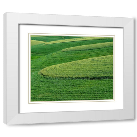USA-Washington State-Eastern Washington winter and spring wheat near Endicott White Modern Wood Framed Art Print with Double Matting by Gulin, Sylvia