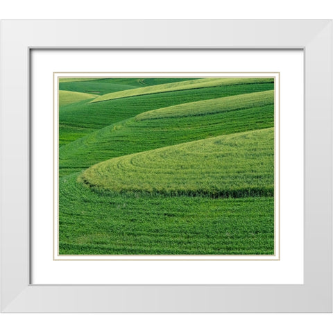 USA-Washington State-Eastern Washington winter and spring wheat near Endicott White Modern Wood Framed Art Print with Double Matting by Gulin, Sylvia