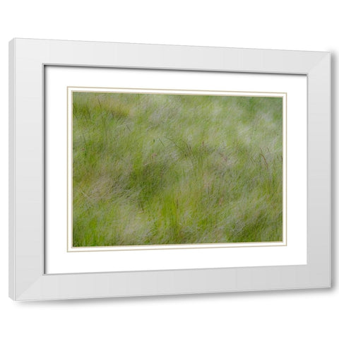 USA-Washington State-Palouse grasses soft focused near Colfax White Modern Wood Framed Art Print with Double Matting by Gulin, Sylvia