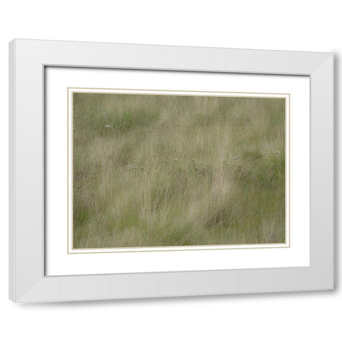 USA-Washington State-Palouse grasses soft focused near Colfax White Modern Wood Framed Art Print with Double Matting by Gulin, Sylvia