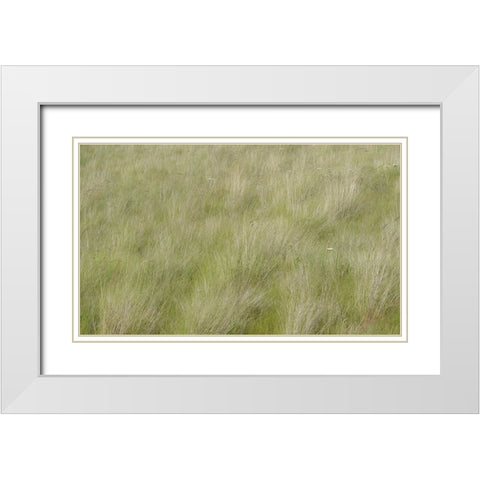USA-Washington State-Palouse grasses soft focused near Colfax White Modern Wood Framed Art Print with Double Matting by Gulin, Sylvia
