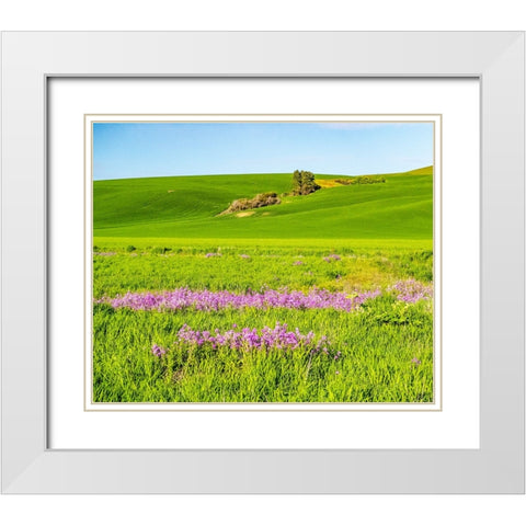 USA-Washington State-Palouse wheat fields and dollar plant in bloom near Pulman White Modern Wood Framed Art Print with Double Matting by Gulin, Sylvia