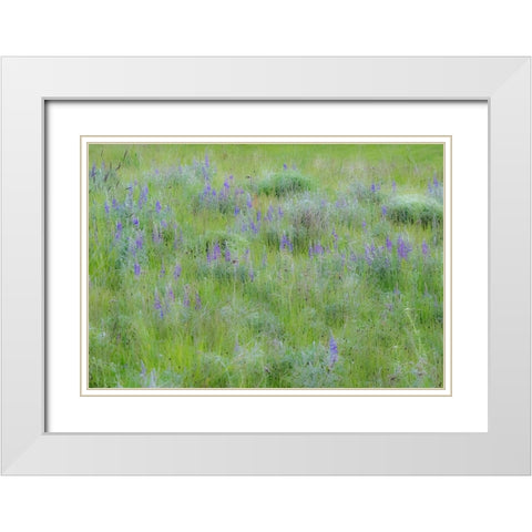 USA-Washington State-Colfax Palouse field of grass and lupine White Modern Wood Framed Art Print with Double Matting by Gulin, Sylvia