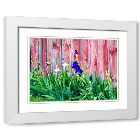 USA-Washington State-Kamiak Butte-Palouse Bearded Iris along side a wooden barn White Modern Wood Framed Art Print with Double Matting by Gulin, Sylvia