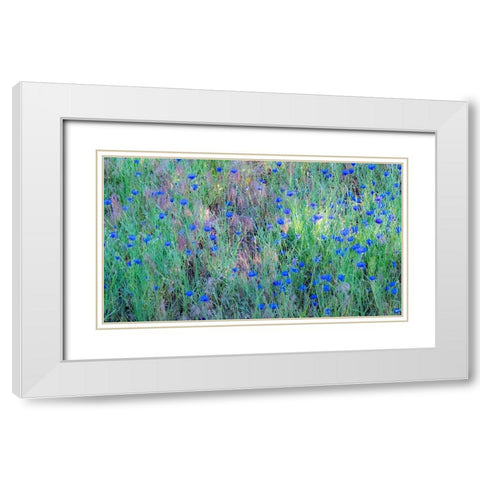 USA-Washington State-Palouse and field of blue bachelor buttons flowering White Modern Wood Framed Art Print with Double Matting by Gulin, Sylvia