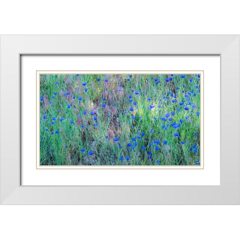 USA-Washington State-Palouse and field of blue bachelor buttons flowering White Modern Wood Framed Art Print with Double Matting by Gulin, Sylvia