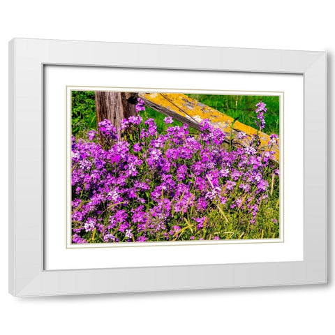 USA-Washington State-Palouse Lichen covered fence post surrounded by dollar plant flowers White Modern Wood Framed Art Print with Double Matting by Gulin, Sylvia