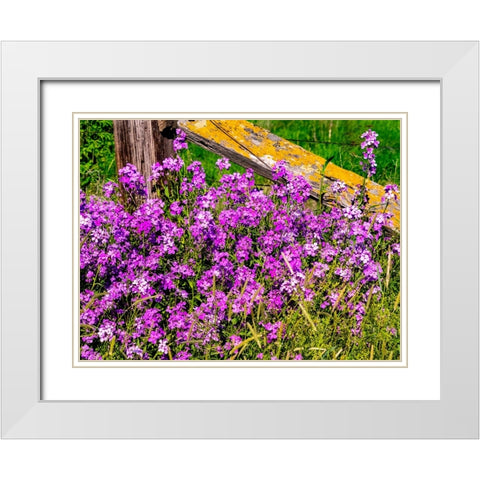 USA-Washington State-Palouse Lichen covered fence post surrounded by dollar plant flowers White Modern Wood Framed Art Print with Double Matting by Gulin, Sylvia