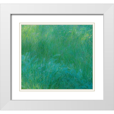 USA-Washington State-Palouse with hillside planted in grass White Modern Wood Framed Art Print with Double Matting by Gulin, Sylvia
