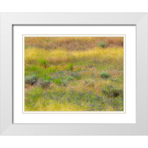 USA-Washington State-Eastern Washington field of wildflowers near Winona White Modern Wood Framed Art Print with Double Matting by Gulin, Sylvia